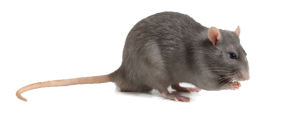 Rottebekæmpelse | Fjern rotter eller skadedyr